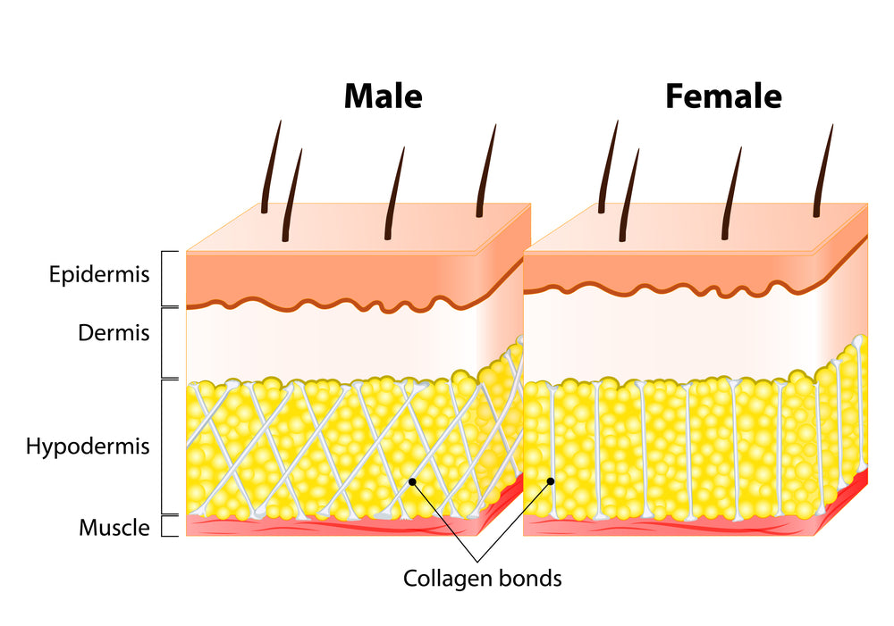 A diagram comparing the structure of male and female skin, highlighting the differences in the hypodermis layer and the orientation of collagen bonds.