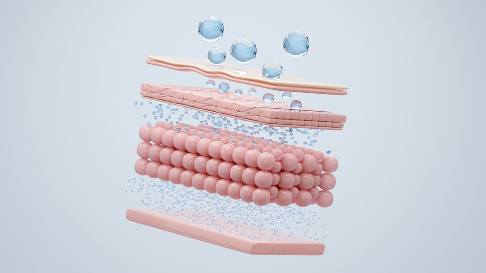 3D illustration of skin layers absorbing hydration molecules, showing moisture penetration and skin barrier repair.